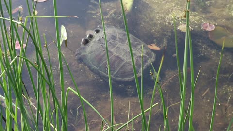 A Really Big Turtle Chillaxing.....