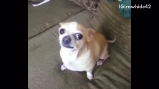 Chihuahua makes meowing noses on couch