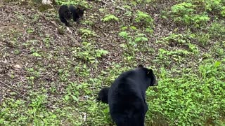 Mama Bear Showing Her Cubs the Smokey Mountains