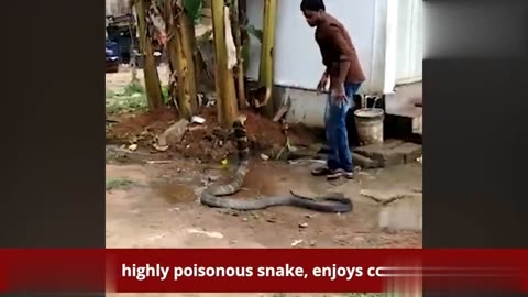 Real Video of King Cobra