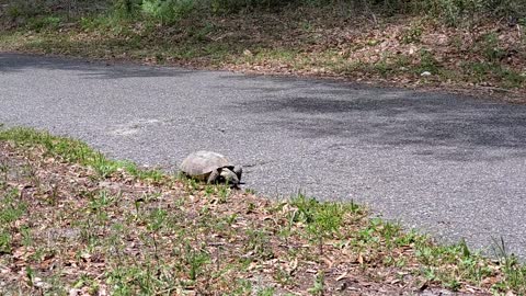 Gopher Turtle