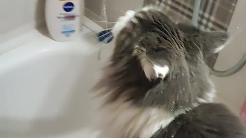 Maine Coon cat is drinking from the tap 🐈