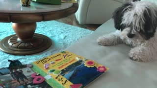 Cutest puppy does know what to think of a birthday card
