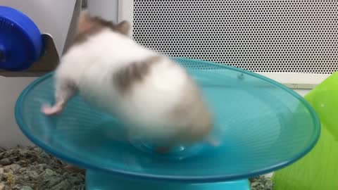 Hamster doing excercise on spinning disc