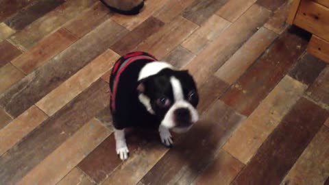 Boston Terrier reacts to spicy food