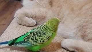 Кот и птичка милые животные