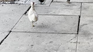 Cute momma with babies in Ybor City