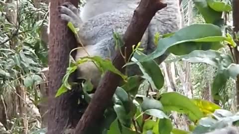 3 Koalas just Chilling
