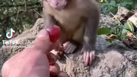 Cute baby animal