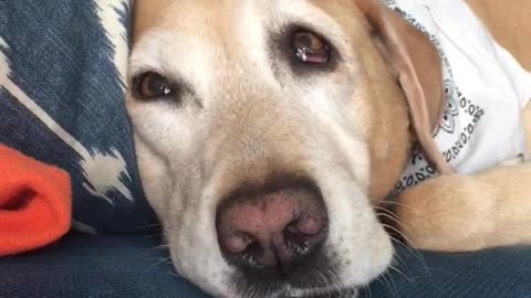 Labrador bares teeth and growls while sleeping on couch