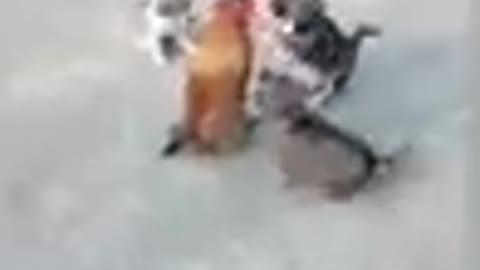 Funny animals fight. Chickens with dogs