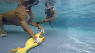 Pair of Boxers dive underwater for favorite toy
