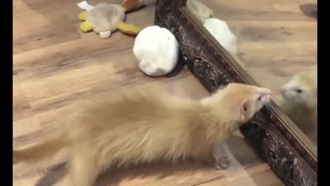 Ferret Watch Himself in Front of The Mirror With Astonishment