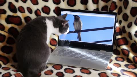 Funny Cats In The House || Cat and Bird