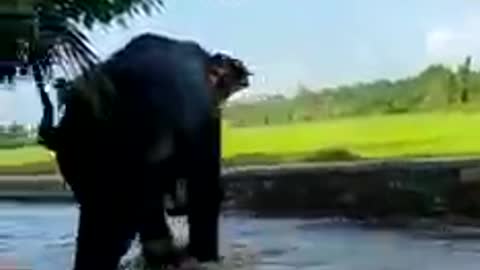 watch this childish act by a big elephant,he is enjoying the moment a lot like a baby