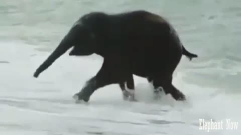 An Elephant played On The Beach