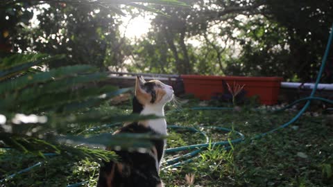 Cat meditation