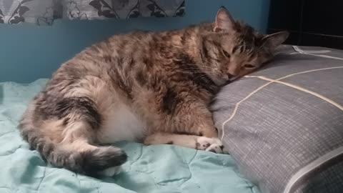 Cat Lays Beautifully on Pillow