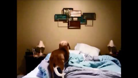 Ordenado cachorro de Beagle nos presenta su particular rutina a la hora de dormir