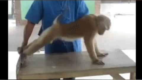 Monkey video