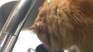 Cat sits under faucet