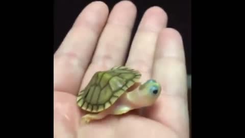 Very cute green turtle