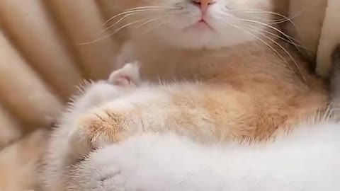 funny cat videos impossible not to smile at