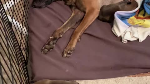 3 day old Belgian Malinois puppy barks for the joy of barking