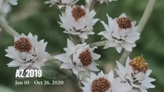 Flowers of 2020