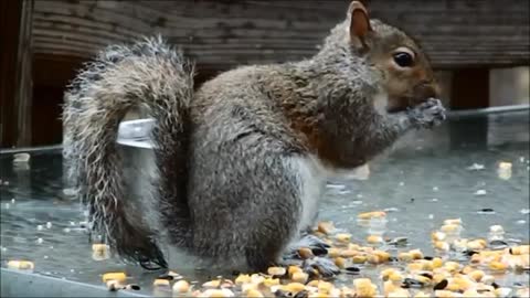 Do you Know An agile tree-dwelling rodent with a bushy tail, typically feeding on nuts and seeds.