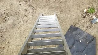 Dog Climbs Ladder!