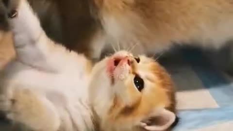 cute cat