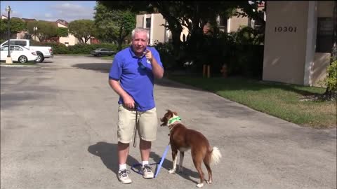 How To Teach Your Dog To Walk Nicely On A Leash In Just 1 Class!