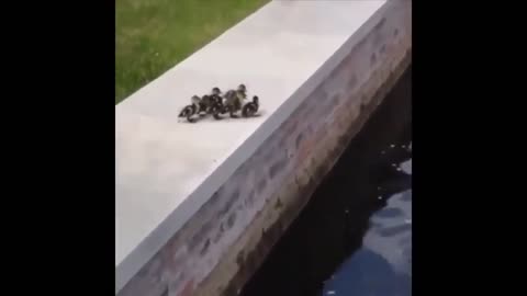 These little ones have the courage to follow their mother