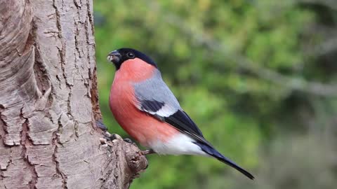 Bullfinch - video