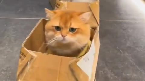 Cat rides a train made of cardboard