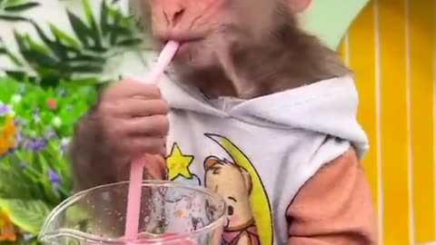 Cute monkey preparing fruit juice