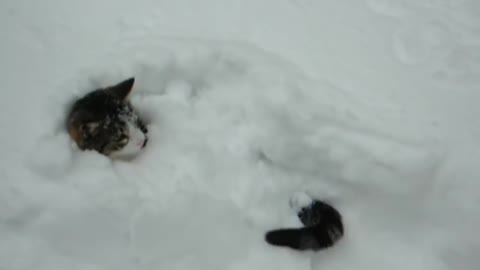 Cat Elaine burrows in snow