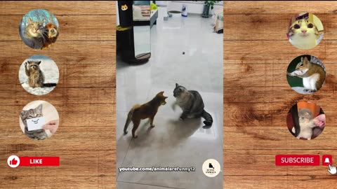 "Crazy Critter Combat: Hilarious Cats vs. Dogs Showdown!"