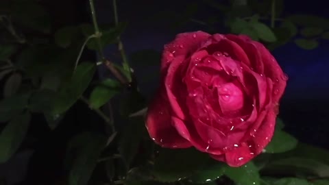 Rose flower drops damp wet