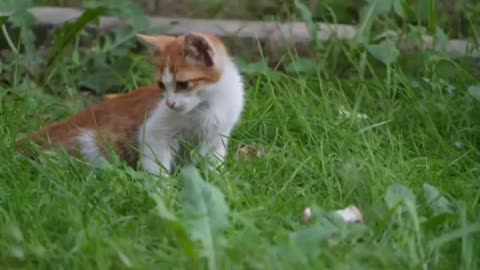 Cute cat sits in green grass