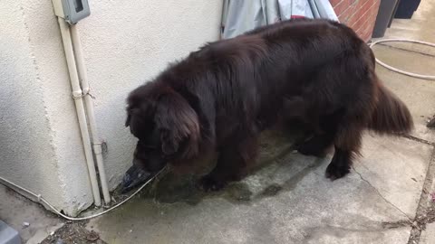 Independent dog learns how to get his own water