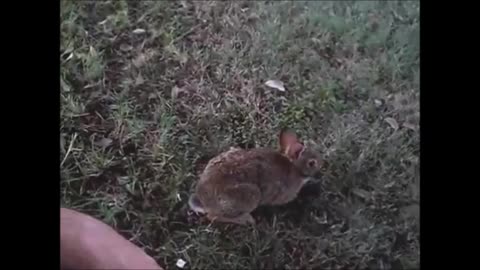 Watch This Orphaned Cottontail's Thrilled Reaction to Being Released!