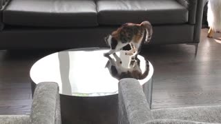 Kitten Can't Catch Herself