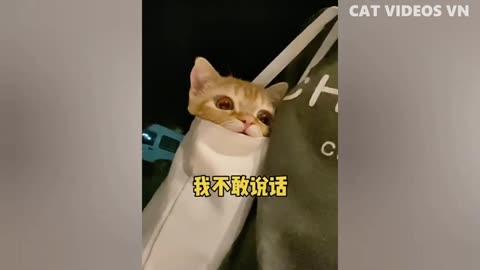 Funny Cats Compilation Funny Animal Videos-Iv1x-1Wh-OI-480p-1656177877261