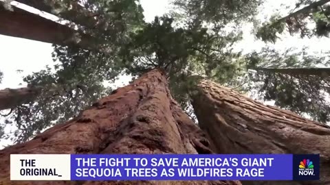 Forest Service, environmentalists fight over how to save sequoias from wildfire