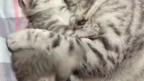 📽 from @風 | DY 😄😄😄😄😄 ~ double tap ❤❤ #cutecatlovers