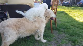 Bichon frise learned how to ride golden retriever