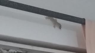 Lizard eats an insect that tried to enter through the window. Amazing!