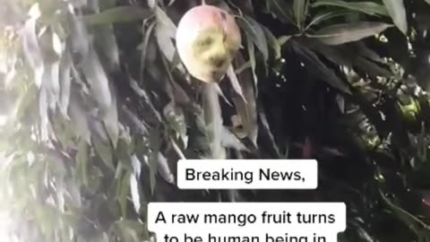 On good friday mango with a human face was discovered in uganda